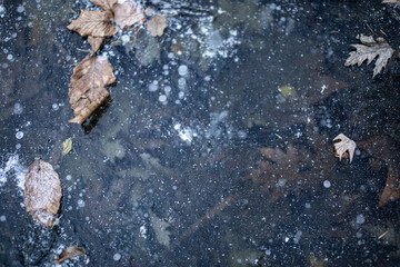 frozen lake with leaves