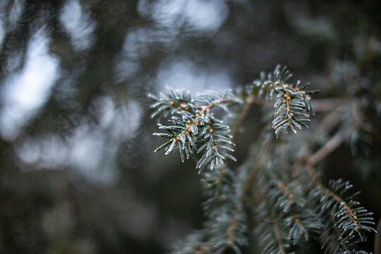 frost on branches