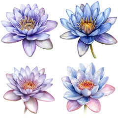 Fototapeta premium Vibrant water lilies display botanical garden digital artwork serene environment close-up view nature beauty
