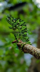 green lizard on a branch