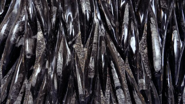 Detail of a slab with fossilized polished orthoceras fossils from the Sahara desert in Morocco. 4k footage.
