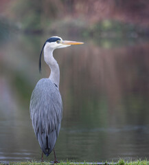 Close up of a Grey Heron on waters edge with soft diffused background