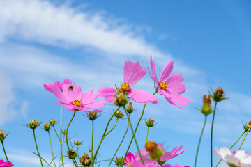 青空に向かって伸びるピンクのコスモス