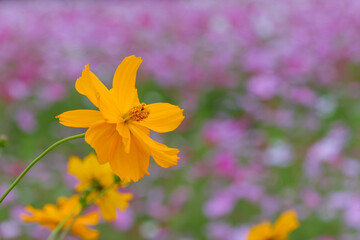 黄色のコスモスが彩る秋の風景