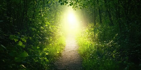 Obraz premium A forest trail illuminated by soft light from a distant source.