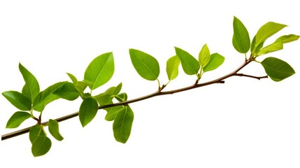 Green Tree Branch Isolated on White Background. Spring Plant Nature Closeup with Fresh Green Leaves