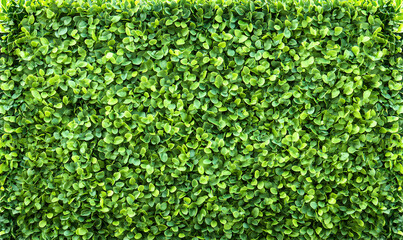 Lush green foliage background. Perfect for design projects needing a natural, vibrant texture.