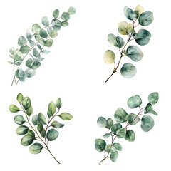 Obraz premium Botanical illustration of eucalyptus leaves studio digital art natural aesthetic design