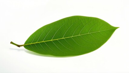 green cocoa leaf isolated on white