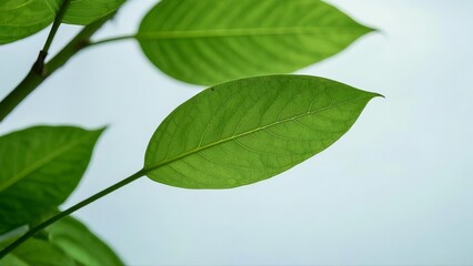 Obraz premium green cocoa leaf isolated on white