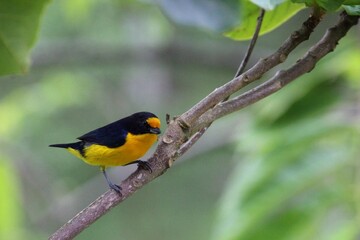 ave gaturamo verdadeiro - Euphonia violacea