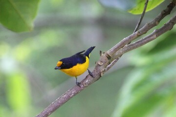 ave gaturamo verdadeiro - Euphonia violacea