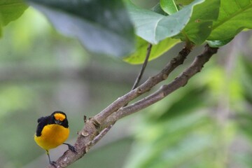 ave gaturamo verdadeiro - Euphonia violacea