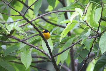 ave gaturamo verdadeiro - Euphonia violacea