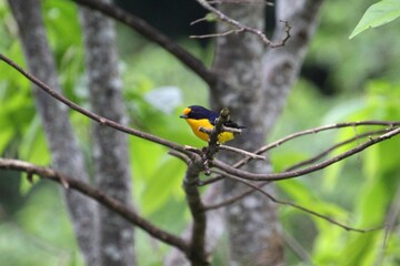 ave gaturamo verdadeiro - Euphonia violacea