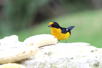 ave gaturamo verdadeiro - Euphonia violacea