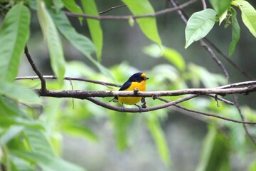 ave gaturamo verdadeiro - Euphonia violacea