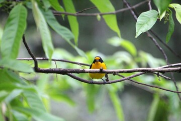 ave gaturamo verdadeiro - Euphonia violacea