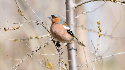 Naklejka premium robin perched on a branch