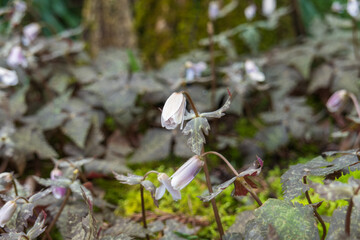 ユキワリイチゲ