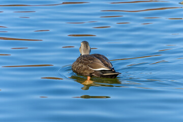 Obraz premium 池に浮かぶカルガモの後ろ姿