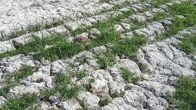 Salty soil in white colour or unfertile soil in white color 