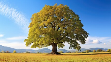 Mature Chestnut Tree in Autumn Landscape. Stunning Nature View of a Chestnut Tree with Sky and Fields. Perfect for Agriculture or Fall Related Projects