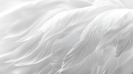 Fototapeta premium Soft white feathers close-up, delicate texture background.