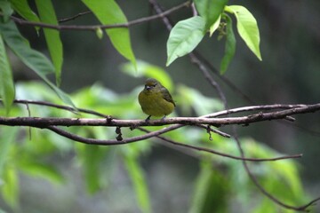 ave gaturamo verdadeiro - Euphonia violacea