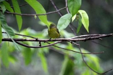 ave gaturamo verdadeiro - Euphonia violacea