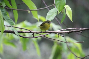 ave gaturamo verdadeiro - Euphonia violacea