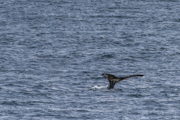 Impression of the Scenery near Anvers Island, on the Antarctic Peninsula. A diving humpback whale -Megaptera novaeangliae- is shown in the foreground.