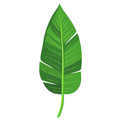 Obraz premium Bird of paradise leaf illustration tropical plant vector