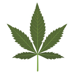 Green hastate leaf illustration plant marijuana vector