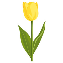 Yellow Tulip Bloom tulip illustration flower vector
