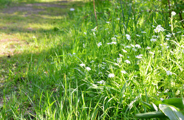 Wildflowers of stellaria in a grassy meadow with sunbeams
