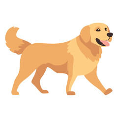 Golden Retriever dog walking illustration retriever animal vector