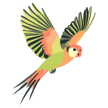 Peachy Parakeet Flying illustration parakeet parrot vector