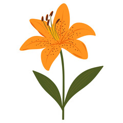 Orange Tiger Lily Bloom lily illustration flower vector