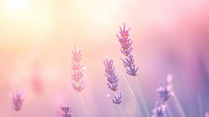 Obraz premium Lavender bloom in soft purple hue under light