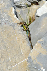Adriatische Mauereidechse, Karstläufer // Dalmatian wall lizard (Podarcis melisellensis fiumanus) - Lovcen Nationalpark, Montenegro