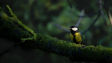 Great Tit