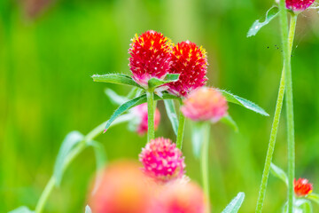 千日紅の明るい赤い花と緑の背景