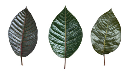 Fototapeta premium Three distinct leaves showcasing varying shades of green, with detailed textures against a white isolated background.