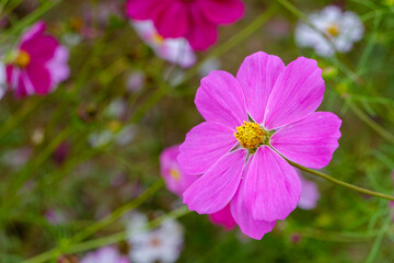 コスモスの鮮やかなピンクの花びら