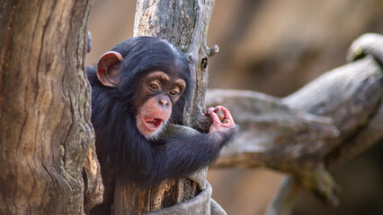 portrait of a cute baby chimpanzee