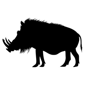 recommend clip art: Common warthog illustration silhouette wildlife vector