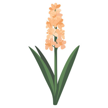 peach hyacinth flower green leaves clip art preview