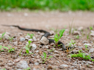 Grass snake crawling on gravel road near green grass