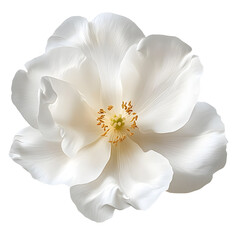 white flower isolated on transparent background cutout